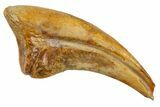 Fossil Alvarezsaurid Theropod (Trierarchuncus) Foot Claw - Montana #330933-1